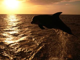 обои Дельфин на закате фото