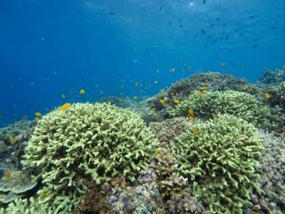обои Кораллы Красное море фото