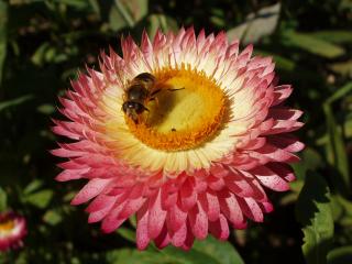 обои Пчелка и цветок фото