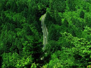 обои Зелёный лес фото