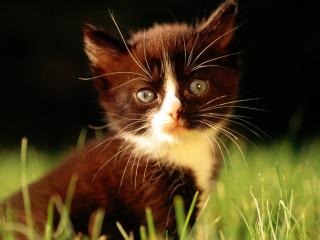 обои Черно-белый котенок на траве фото