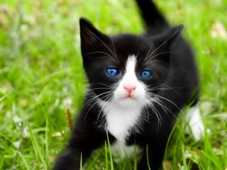 обои Черно-белый котенок с голубыми глазами фото