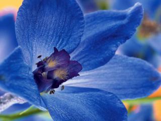 обои Голубой цветок фото