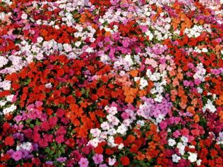 обои для рабочего стола: Bed of Impatiens