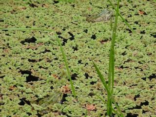 обои Лягушки квакушки летом в пруду фото
