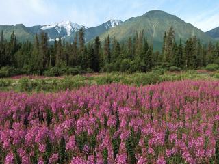 обои для рабочего стола: Kluane National Park