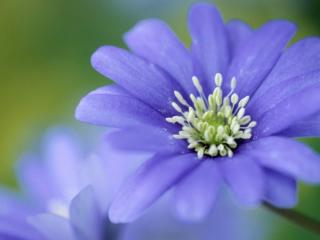 обои Flowers Hepatice фото