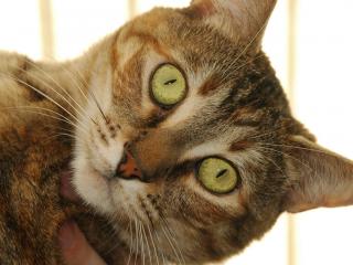 обои Кот с большими светло-зелеными глазами фото