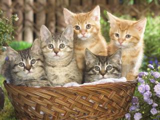 обои Пять котят в корзинке фото