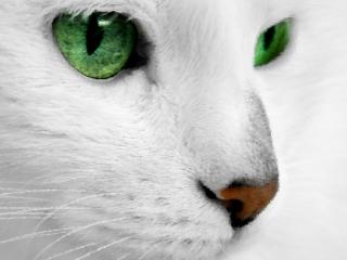 обои Белая кошка с зелеными глазами фото