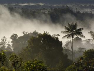 обои Foggy Weather фото