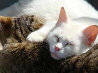 обои Две кошки обнявшись спят фото