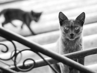 обои для рабочего стола: Два серых кота на лестнице