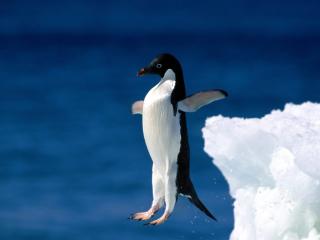 обои для рабочего стола: Flying Penguin