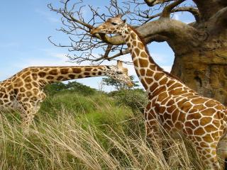 обои Giraffe gathering фото