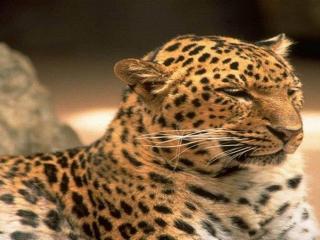 обои для рабочего стола: Leopard exotic