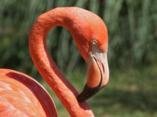 обои для рабочего стола: Red Flamingo