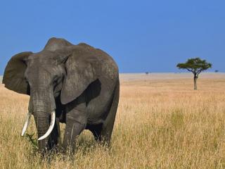 обои Африканский слон в саванне фото