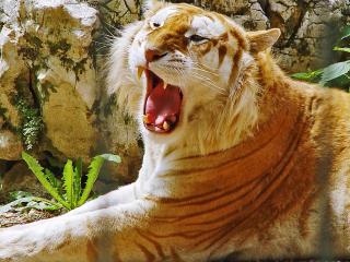 обои Golden Tiger фото