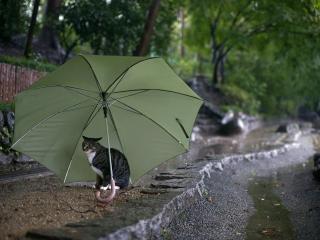 обои Кошка укрывается от дождя под зонтиком фото