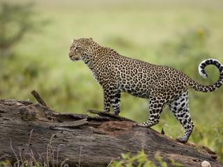 обои Leopard,   Lake Nakuru,   Great Rift Valley,   Kenya фото