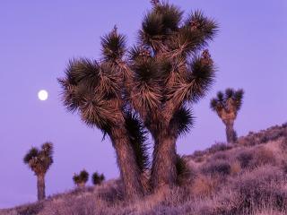 обои Moonrise Over Joshua Trees,   Death Valley National Park,   California фото