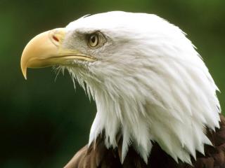 обои Bald Eagle,   Montana фото