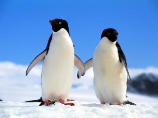 обои Companions,   Adelie Penguins фото