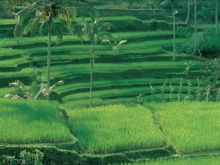 обои Rice Plantations,   Bali,   Indonesia фото