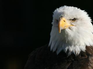 обои для рабочего стола: Bald Eagle