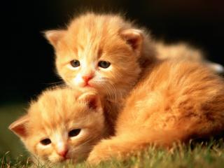 обои Два милых рыжих котенка фото
