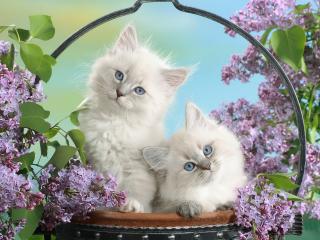 обои Два серых кота в корзине с цветами фото