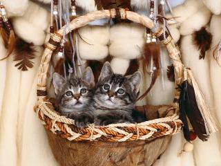 обои Два серых котят в корзине фото
