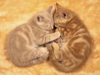 обои Два сонных кота на ковре фото