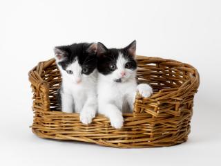 обои Два черно-белых котенка в одной корзине фото