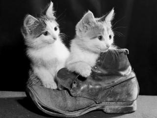 обои Парочка котенков и ботинок фото