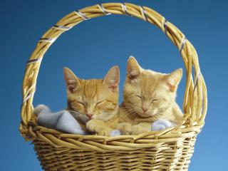 обои Сонные коты в корзине фото