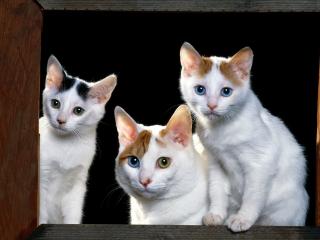 обои Три белых кота с рыжими ушами фото