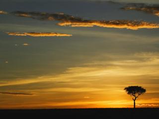 обои Acacia Tree фото