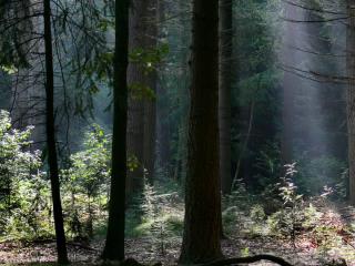 обои Dark Forest фото