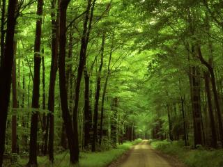 обои Forest road фото