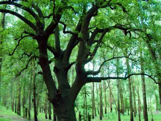обои Ombu tree фото