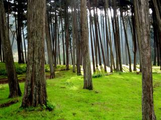 обои Presidio forest фото