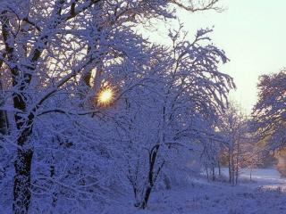 обои Покрытые снегом ветки деревьев фото