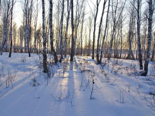 обои Тень деревьев на снегу фото