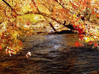 обои Река под осенним деревом фото