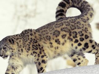 обои для рабочего стола: The Endangered Snow Leopard