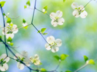 обои White Dogwood Blossoms,   Maryland фото