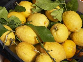 обои для рабочего стола: Спелые лимоны