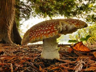 обои Mushroom macro фото